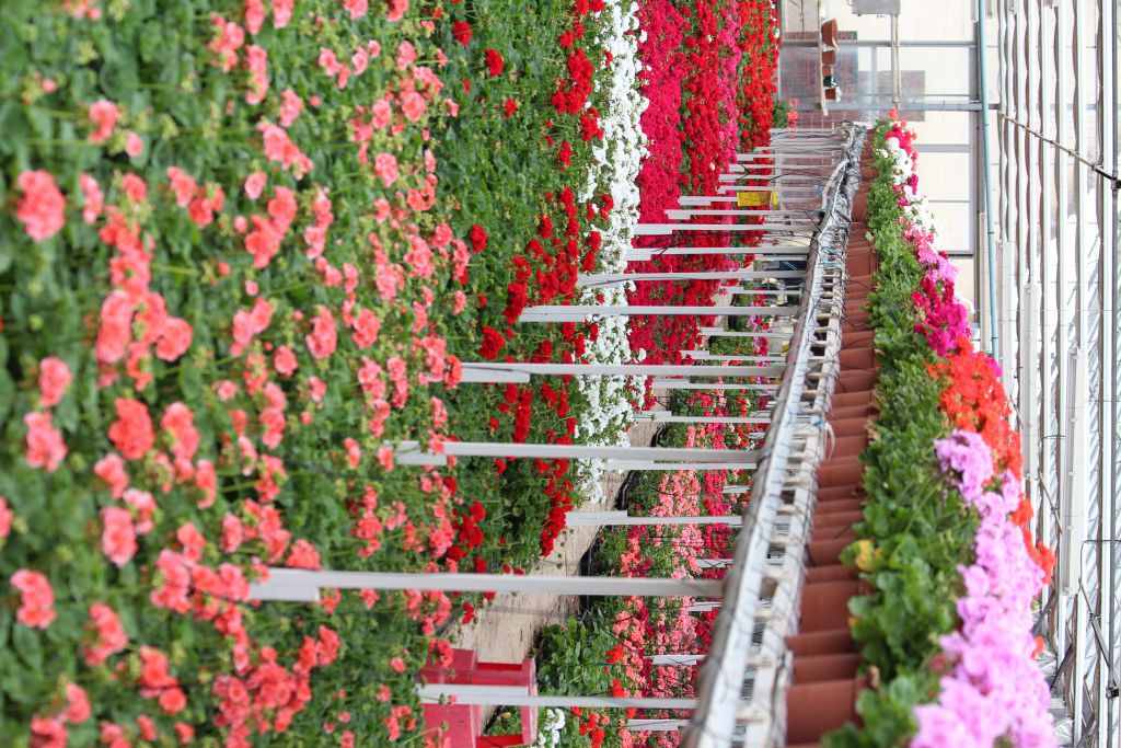 ferme benoist fleurs - ferme benoist marsauceux horaires