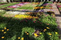 Mufliers, cosmos, zinnia et gazania, à la pièce :