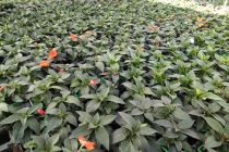 Impatiens de Nouvelle-Guinee et Sunpatiens , à la pièce :