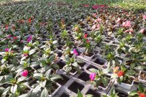 Impatiens de Nouvelle-Guinee et Sunpatiens , à la pièce :