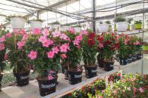 Dipladenia et Diamantina, -partir de :