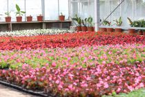 Bgonias, ptunias, sauges, illets, pourpier, verveines...