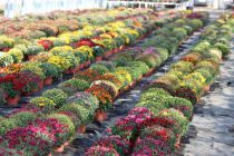 Chrysanthme