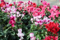 Cyclamen