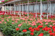 Graniums zonales simples ou doubles