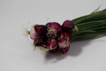 oignons rouges en botte