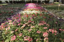 Plantes retombantes, -partir de :