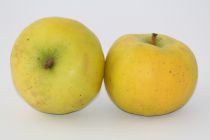 pomme belchard