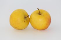 pomme golden4